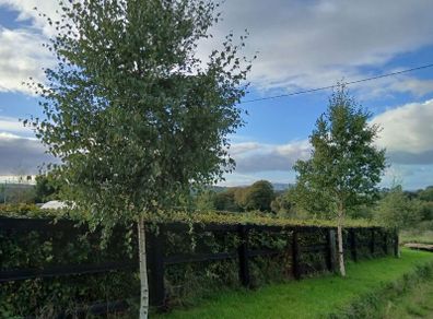 Bare rooted trees