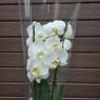 Double stem white orchid plant with ceramic pot Image 3