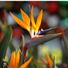 Bird of Paradise