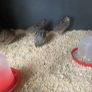 quail Image 8
