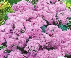(A) Mexican Ageratum Pink seeds 0,2g (501606)