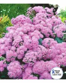 (A) Mexican Ageratum Pink seeds 0,2g (501606)