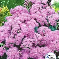 (A) Mexican Ageratum Pink seeds 0,2g (501606)