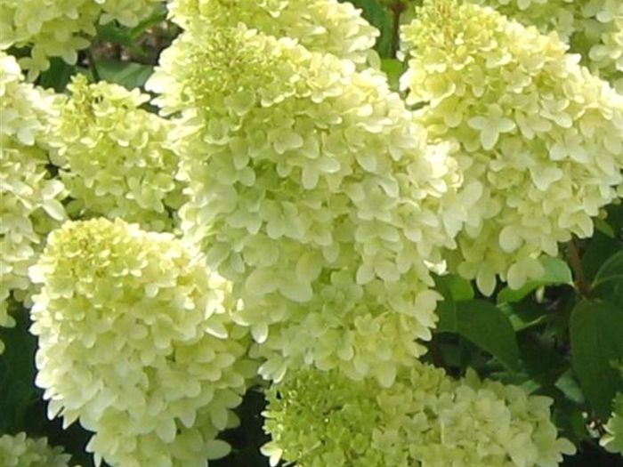 Hydrangea paniculata