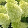Hydrangea paniculata Image 3