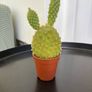Cacti & Succulents Image 4