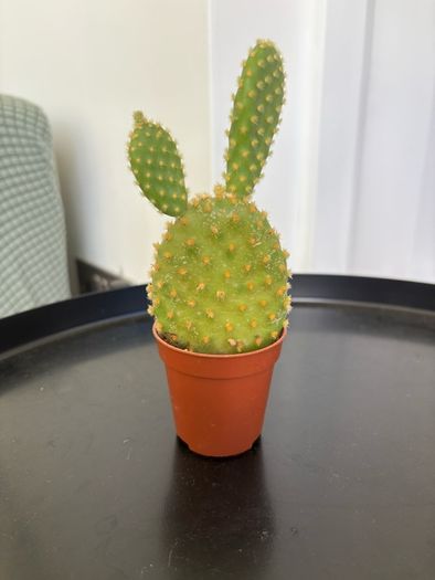 Cacti & Succulents