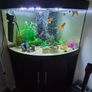 300l corner fish tank Image 2