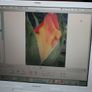 Apple iBook G4 A1055 Image 5