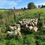 Organic Lambs Image 3