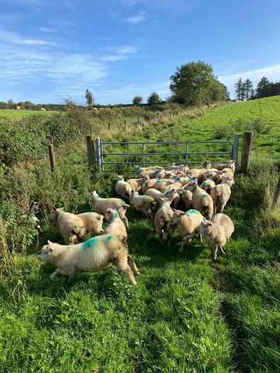 Organic Lambs