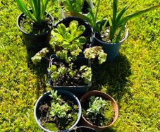 8-Piece Plant & Shrub Set incl. Fresh Mint