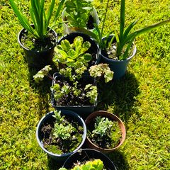 8-Piece Plant & Shrub Set incl. Fresh Mint