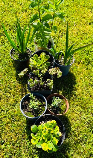 8-Piece Plant & Shrub Set incl. Fresh Mint