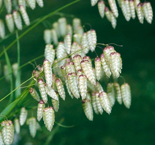 (G) Greater Quaking Grass seeds 2g (184649)