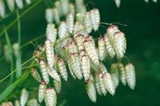 (G) Greater Quaking Grass seeds 2g (184649)