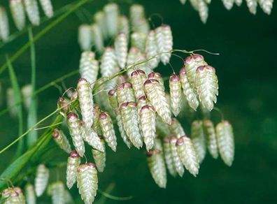 (G) Greater Quaking Grass seeds 2g (184649)