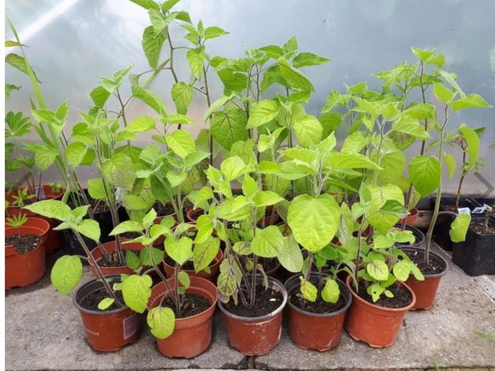 Physalis Seeds