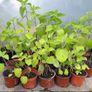 Physalis Seeds Image 7