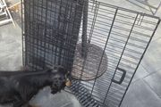 Dog crate Medium