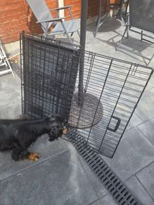 Dog crate Medium