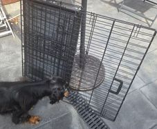 Dog crate Medium