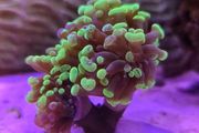 Hammer Coral Frag