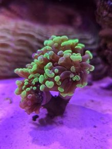 Hammer Coral Frag