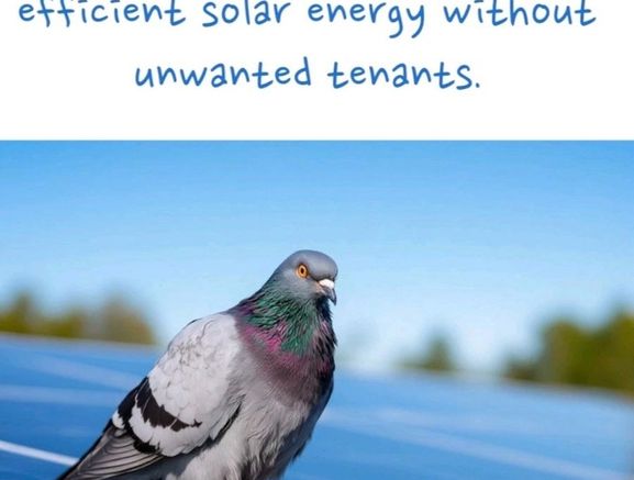 Solar bird guard