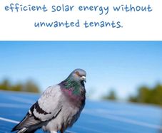 Solar bird guard