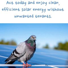 Solar bird guard