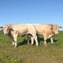 PBR Charolais bulls Image 5
