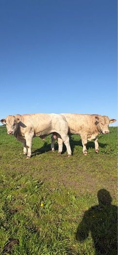 PBR Charolais bulls