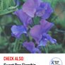 (S) Sweet Pea Lilac Ripple seeds (601448) Image 7