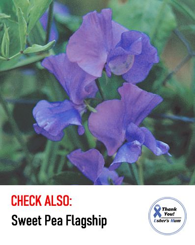 (S) Sweet Pea Blue Ripple seeds 1g (601462)