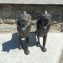 Superb Pair of 19th Century Chinese Antique Bronze Figurines depicting Lions Image 7