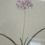 Beautiful picture of an alium Image 2