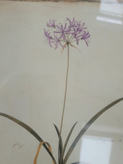 Beautiful picture of an alium
