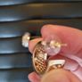 earrings Image 6