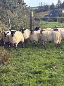 Crossbred hoggets for sale