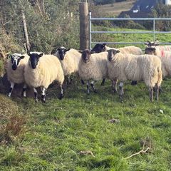 Crossbred hoggets for sale