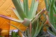 indoor plants