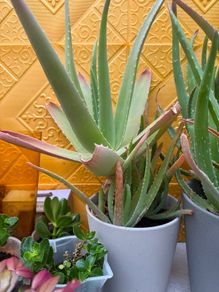 indoor plants