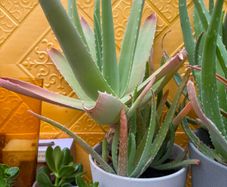 indoor plants