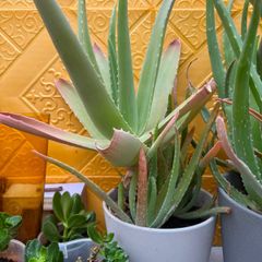 indoor plants