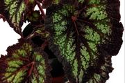 Begonia
