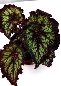 Begonia
