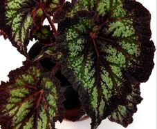 Begonia