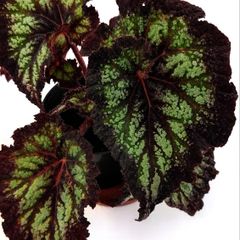Begonia