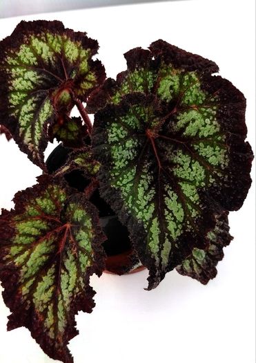 Begonia